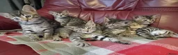 Bengal cats for sale: 4x Girls & 4x Boys – Stunning Bengal cross Kittens - Advert 1