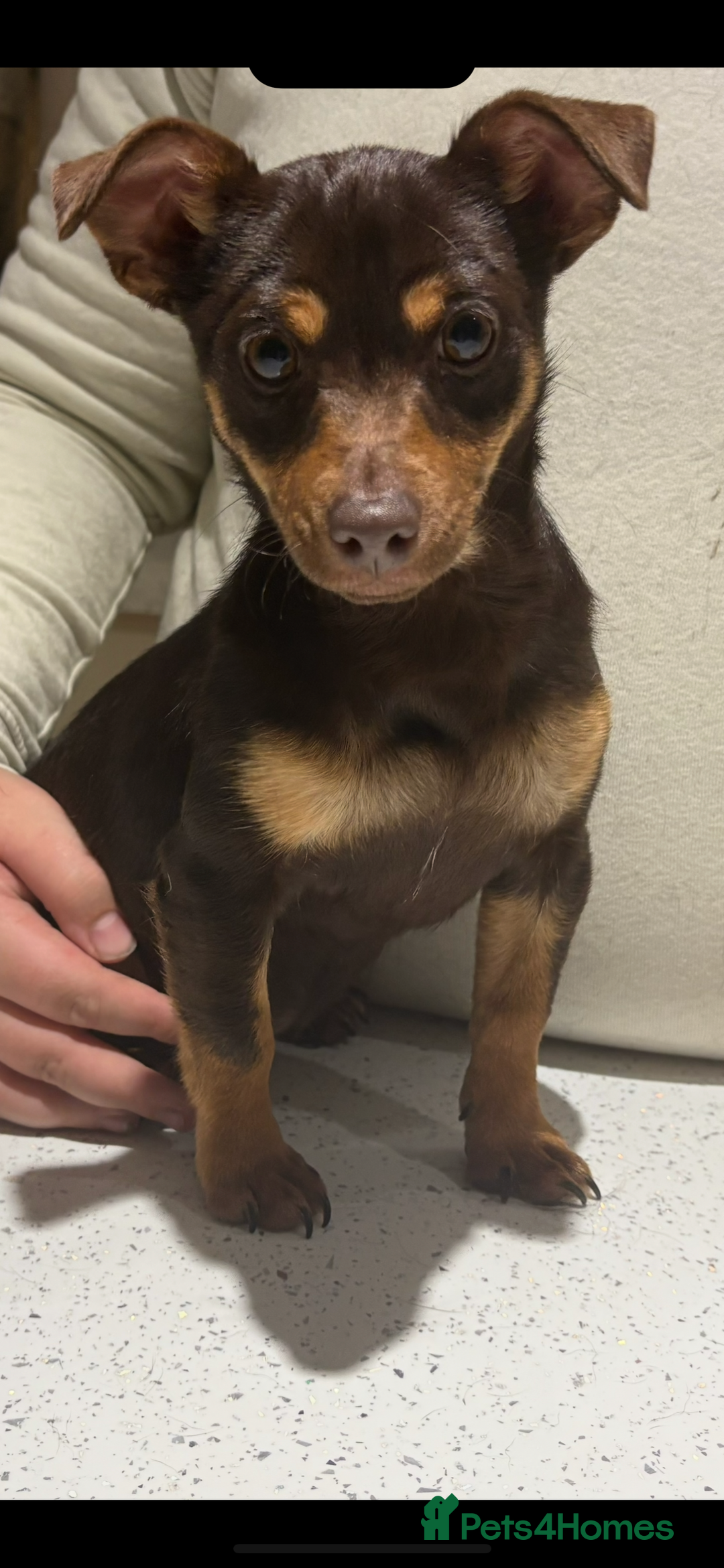 Jack Russell dogs for sale: Jack Russell Boy & Girl  - Advert 10