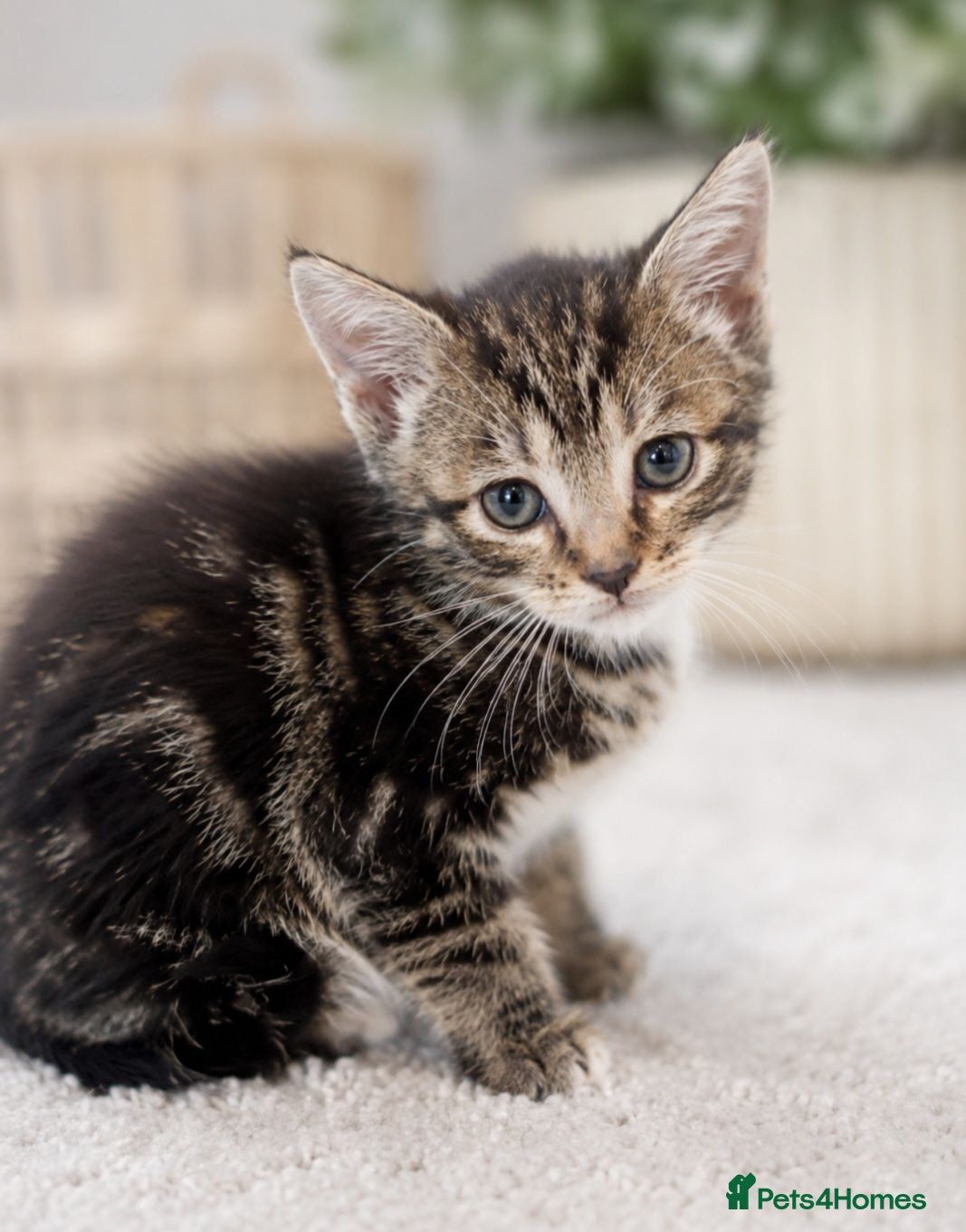 Mixed Breed cats 2 kittens left Ready new home now  - Advert 20