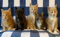 Maine Coon cats for sale: Beautiful Maine Coon Kitten - Champion Lines - Image 8