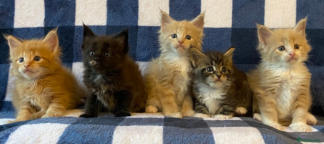Maine Coon cats for sale: Beautiful Maine Coon Kitten - Champion Lines - Image 8