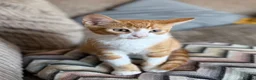 Domestic Shorthair cats for sale: Beautiful Family Friendly Kitten For A New Home - Advert 3