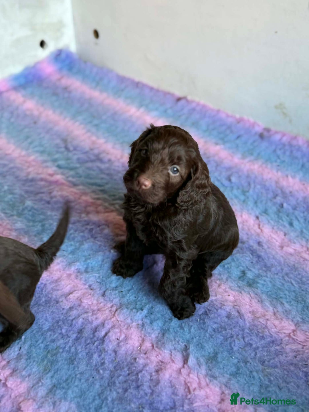 Cockapoo dogs for sale: Cockerpoo Puppies - Advert 7