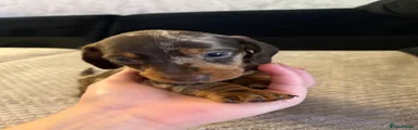 Miniature Dachshund 2
