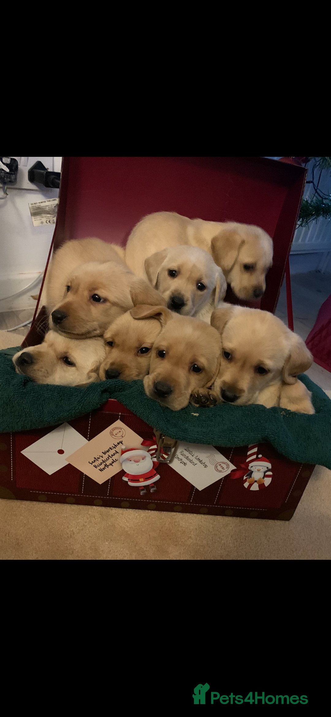 Labrador Retriever dogs for sale: Labrador puppies for sale - Advert 2