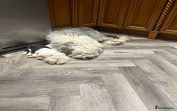 Old English Sheepdog dogs for sale: Kennel Club Reg Old English Sheepdog Puppies - Image 7