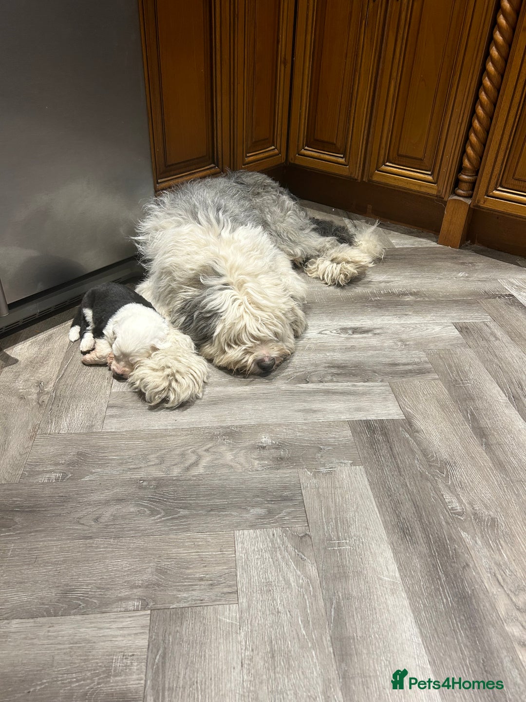 Old English Sheepdog dogs for sale: Kennel Club Reg Old English Sheepdog Puppies - Image 7