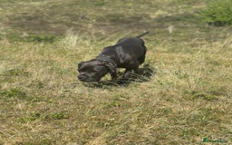 Cane Corso dogs for sale: Prada Female Cane Corso - Image 2