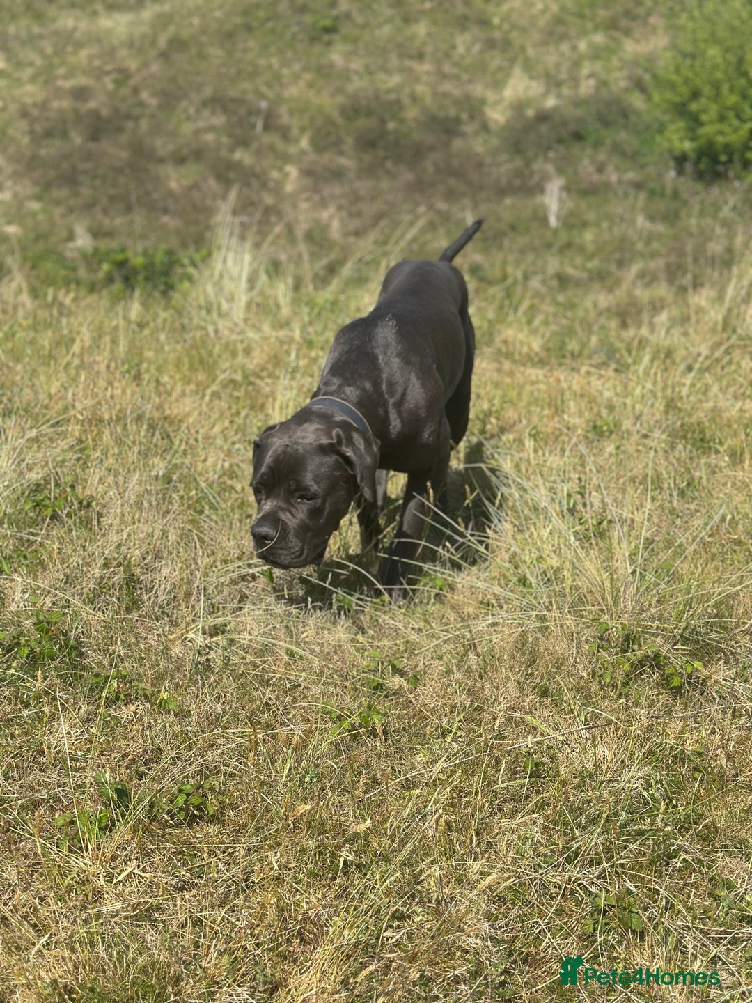Cane Corso dogs for sale: Prada Female Cane Corso - Image 2