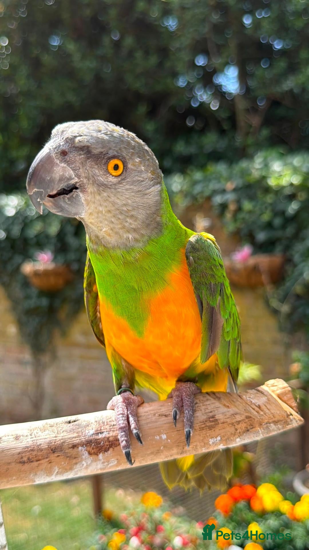 Parrots birds We can help! Any Parrots needing a new home!  - Advert 15