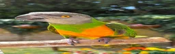 Parrots birds for sale: We can help! Any Parrots needing a new home!  - Advert 1