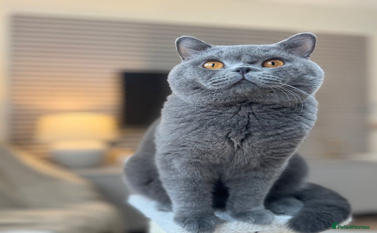 British Shorthair cats - Advert 12