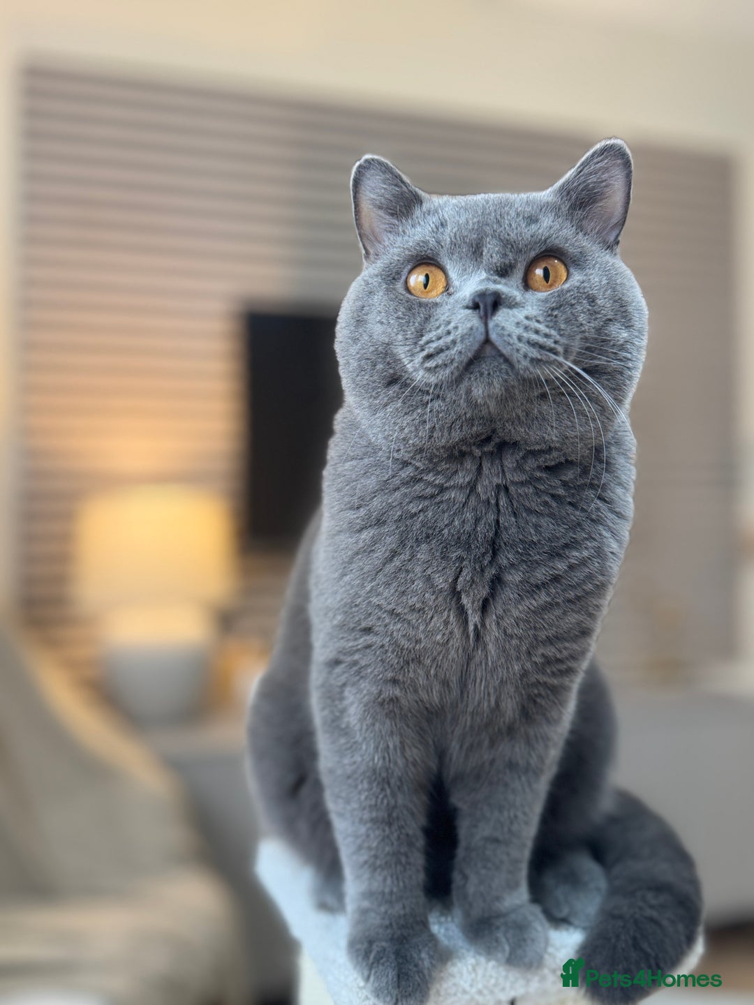 British Shorthair cats for stud: Proven stud british shorthair - Image 1