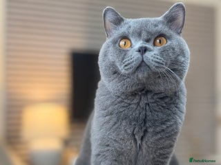 British Shorthair cats - Advert 27