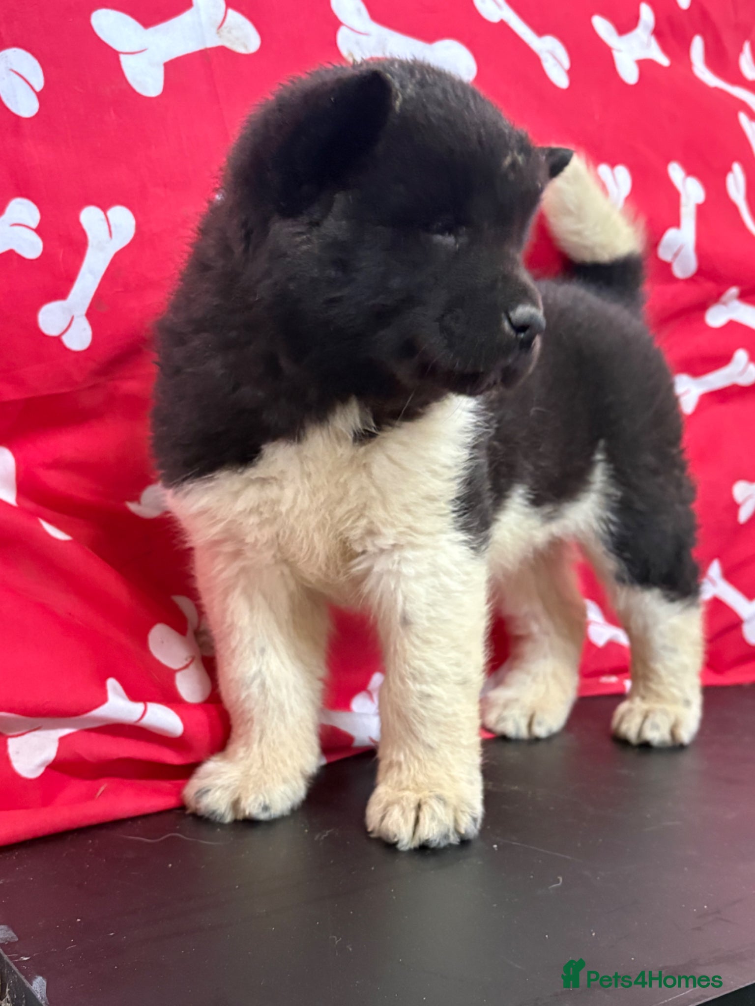 Akita dogs Quality KC registered American Akita Puppies - Advert 2