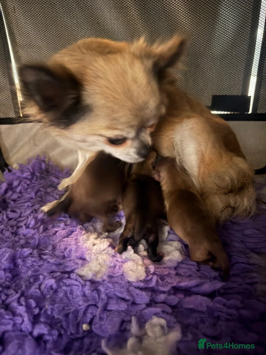 Pomchi dogs for sale: Pomchi boys and girls  - Advert 1