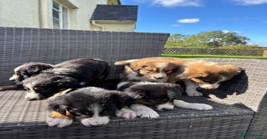 Border Collie dogs - Advert 12