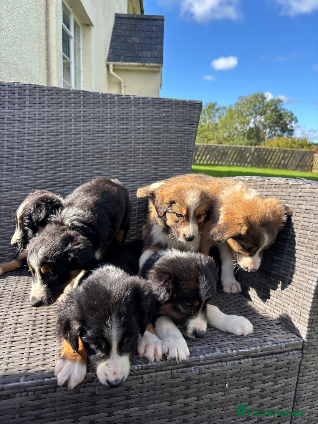 Border Collie dogs for sale: Beautiful Collie Puppies❤️ - Image 2
