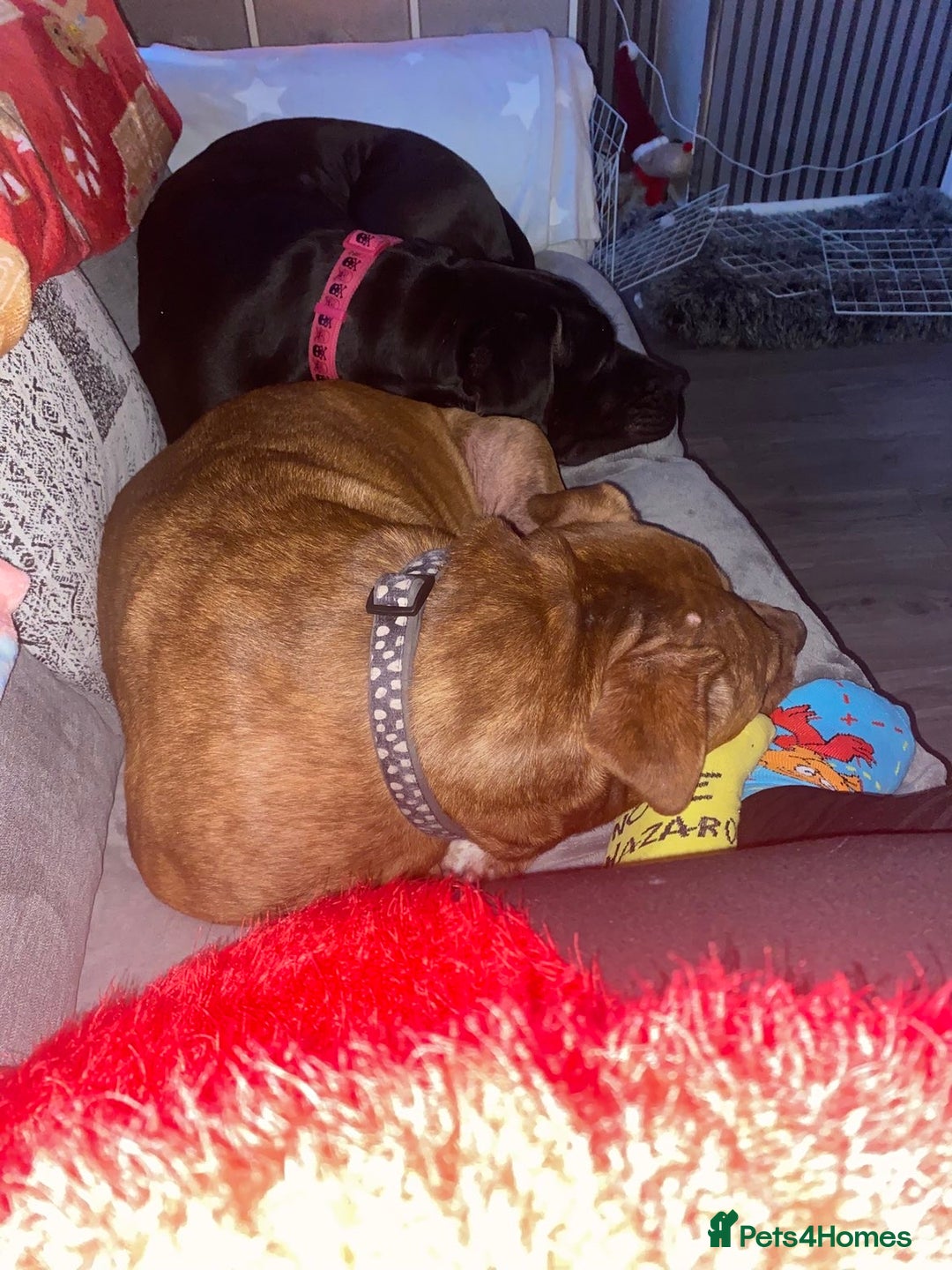 Staffordshire Bull Terrier dogs for sale: Staffy bull terrier  - Advert 7