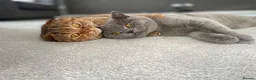 British Shorthair cats for sale: Exceptional GCCF British Shorthair Colourpoints - Advert 3