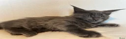 Maine Coon cats for sale: Maine Coon Kittens – 4 Available !!! - Advert 1