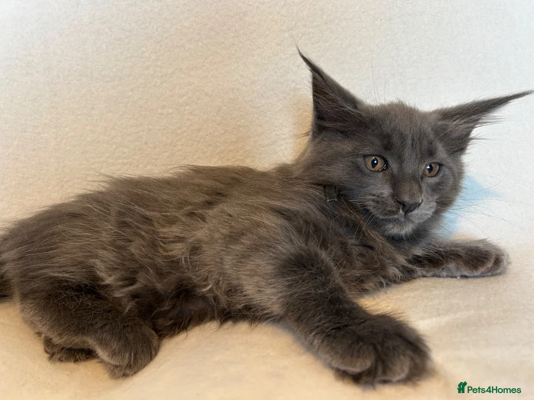 Maine Coon cats for sale: Maine Coon Kittens – 4 Available !!! - Advert 1