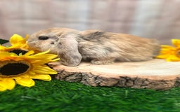 Mini Lop rabbits for sale: Gorgeous mini lops - yellow litter - Image 3