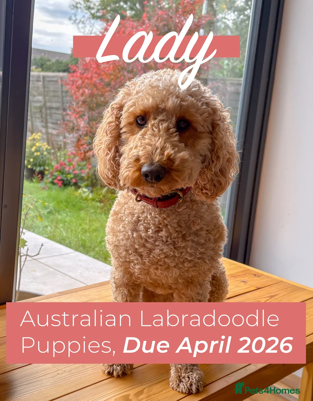 Australian Labradoodle dogs for sale: Australian Labradoodle Puppies (COMING SOON) in Manningtree - Advert 1