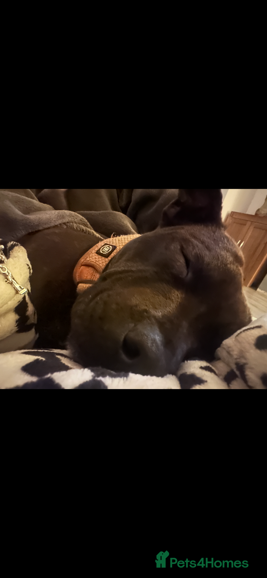 Staffordshire Bull Terrier dogs for sale: Kc Staffordshire bull terrier  - Advert 4