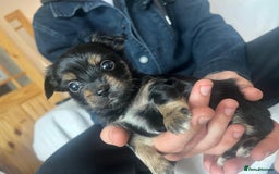 Chorkie dogs for sale: Chorkie Puppies ( Small Breed ) - Image 5
