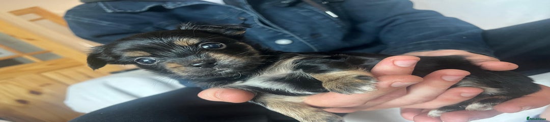 Chorkie Puppy 1