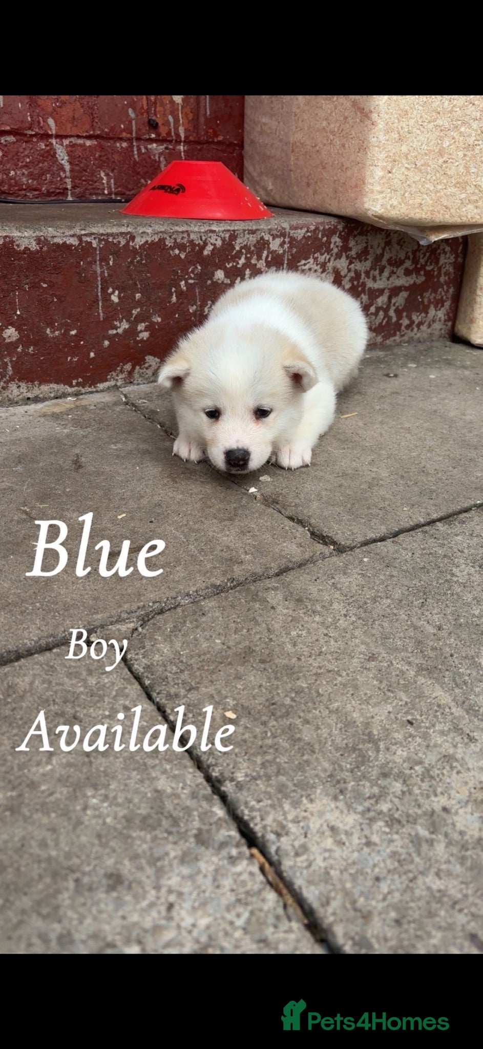 Akita dogs Akita pups  - Advert 1