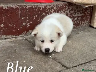 Akita dogs Akita pups - Advert 1