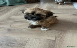 Lhasa Apso dogs for sale: Lhasa apso puppies  - Advert 6