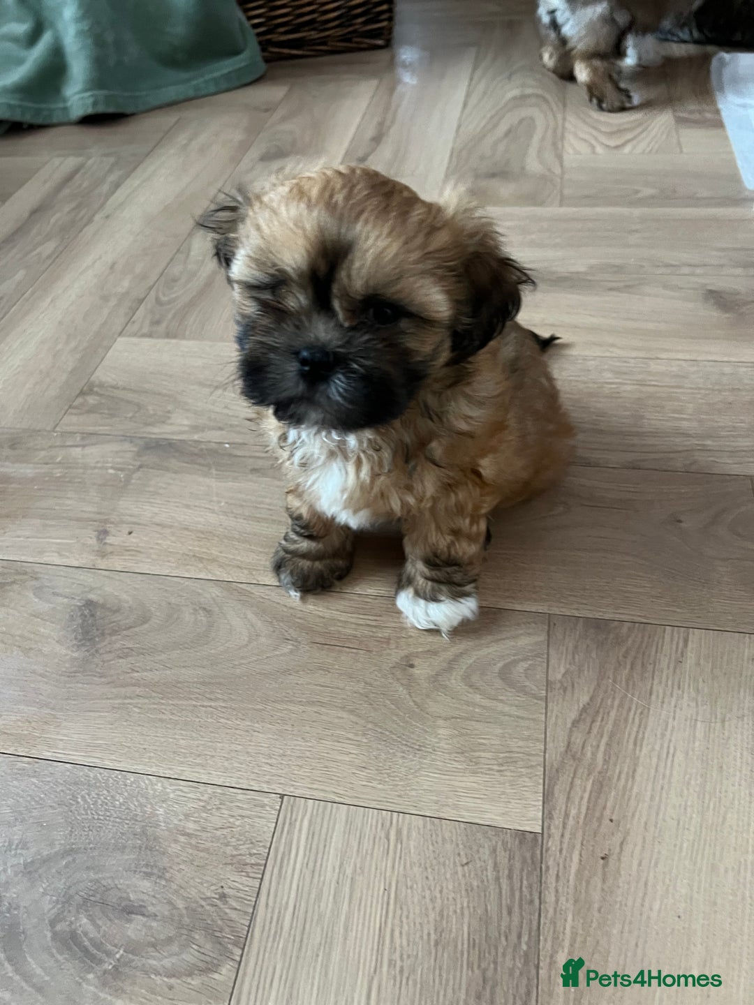Lhasa Apso dogs for sale: Lhasa apso puppies  - Advert 6