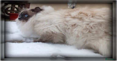 Ragdoll cats - Advert 12