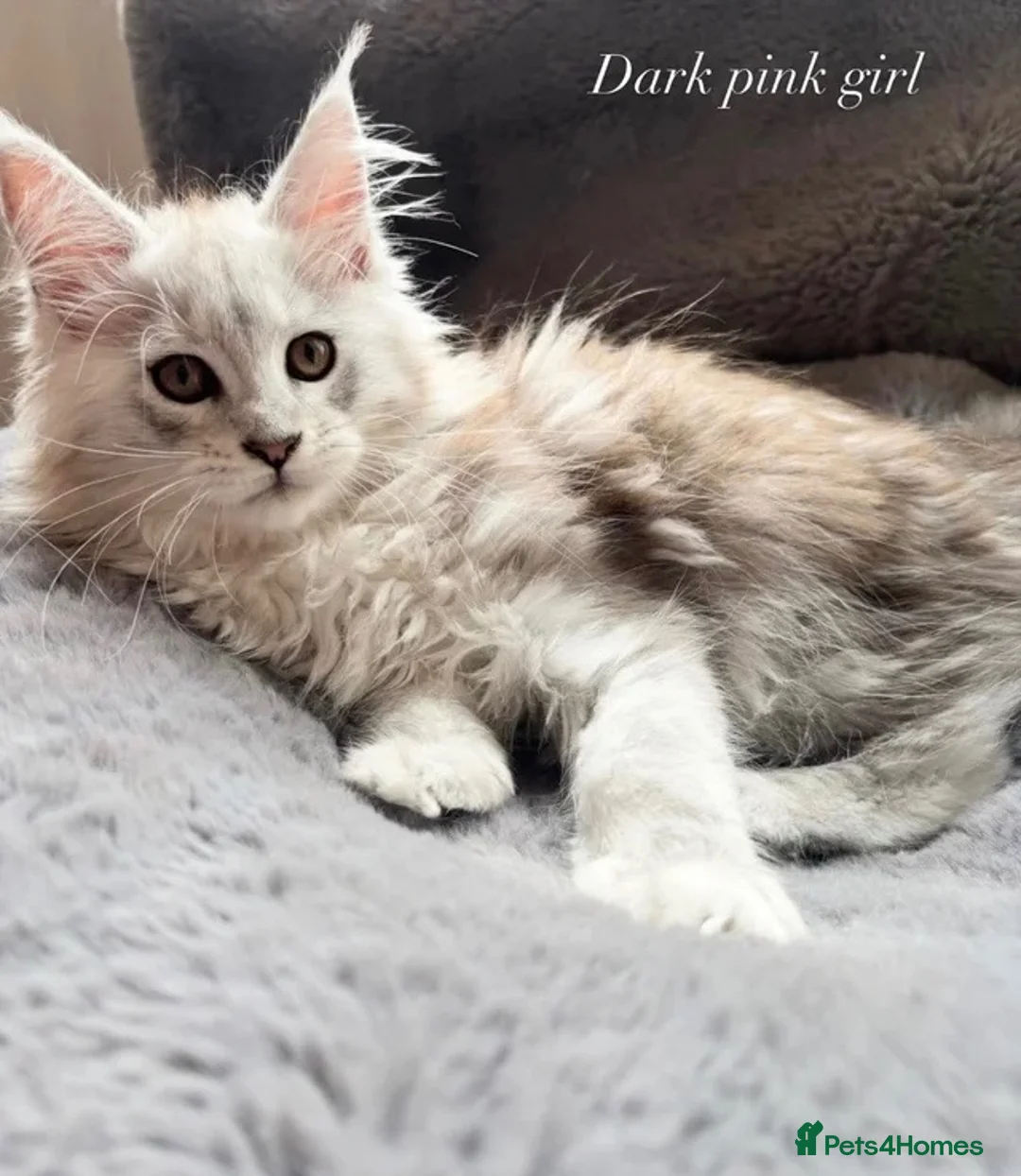 Maine Coon cats for sale: Beautiful Pedigree Kittens Looking For Loving Home - Advert 12