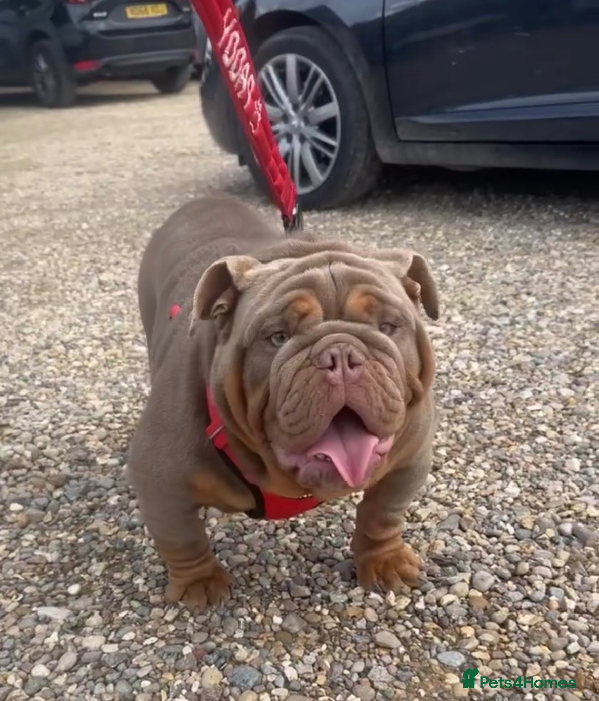 English Bulldog dogs PADDY THE BADDY  - Advert 1