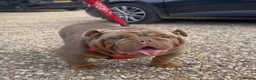 English Bulldog dogs for stud: PADDY THE BADDY  - Advert 1