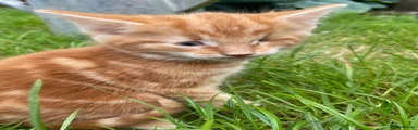 Domestic Shorthair Kitten 1