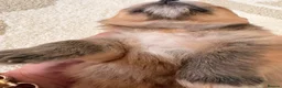 Pomeranian dogs for sale: Pomeranian Puppies - Advert 3