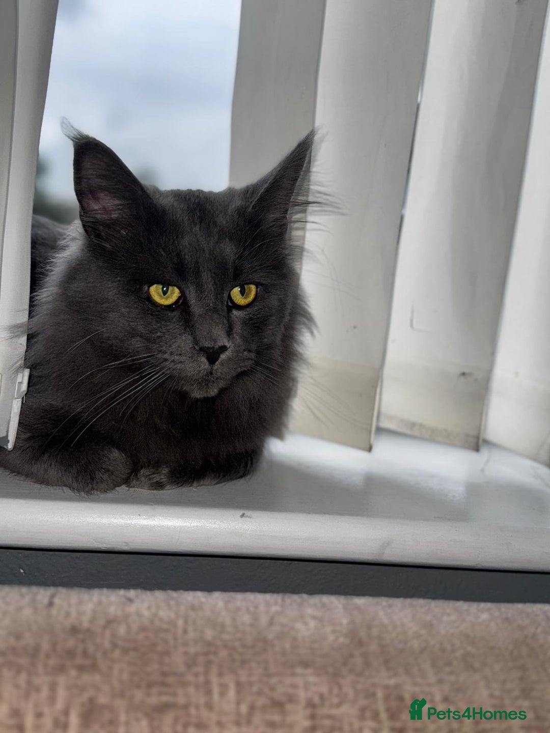 Maine Coon cats for sale: Atlas (Smokey Blue/Grey Maine Coon  - Image 2