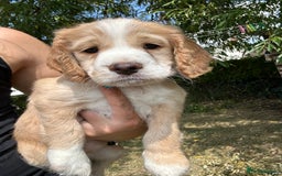Cocker Spaniel dogs for sale: 3 golden cocker spaniels looking for loving homes - Image 2