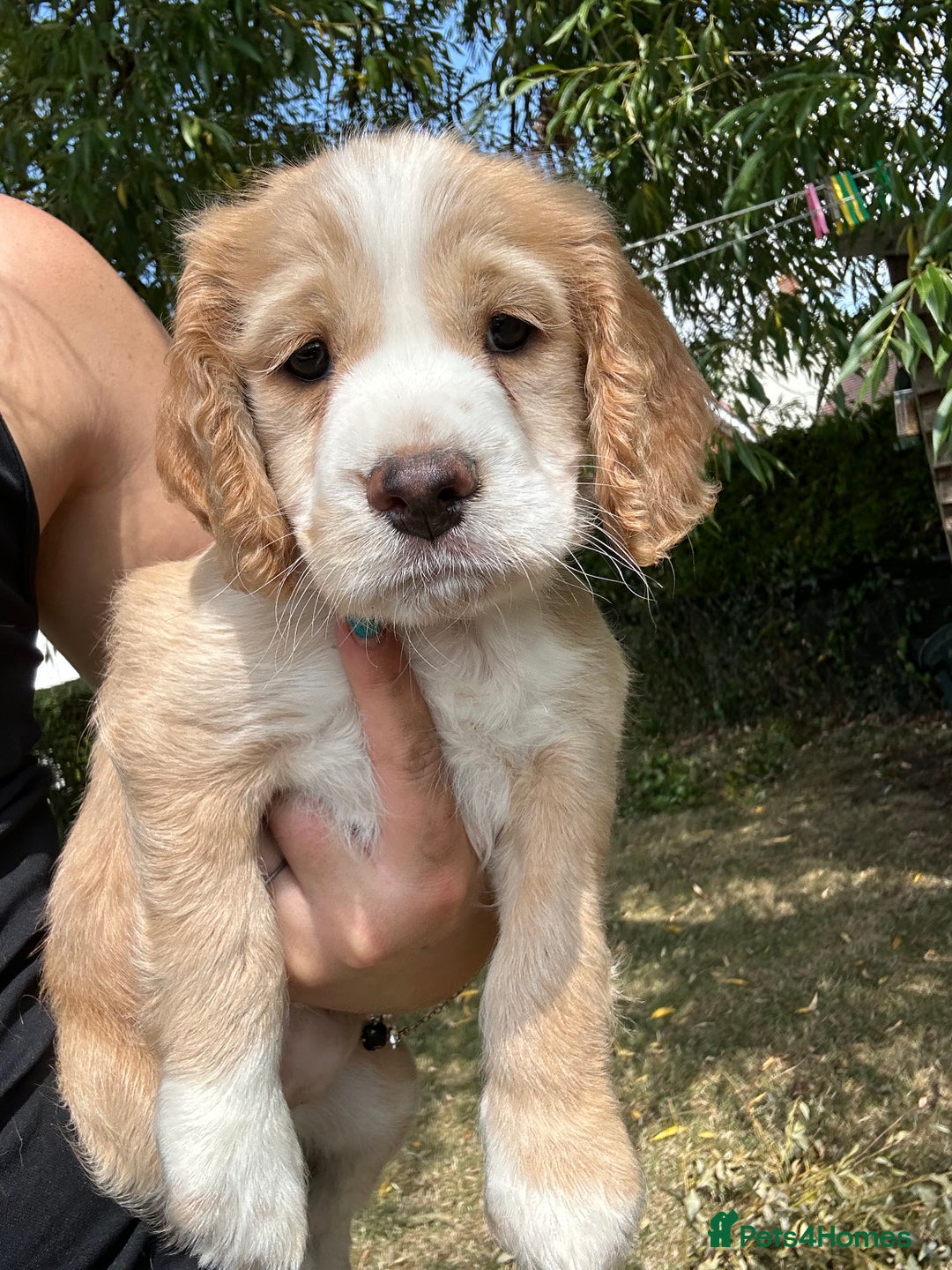 Cocker Spaniel dogs for sale: 3 golden cocker spaniels looking for loving homes - Image 2