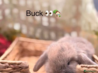 Mini Lop rabbits Mini lops looking for good homes - Advert 1