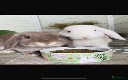 Mini Lop rabbits for sale: Mini Lop babies - Image 12