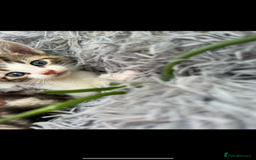 Mixed Breed cats for sale: Beautiful Mixed Breed kittens (plz see description - Image 14