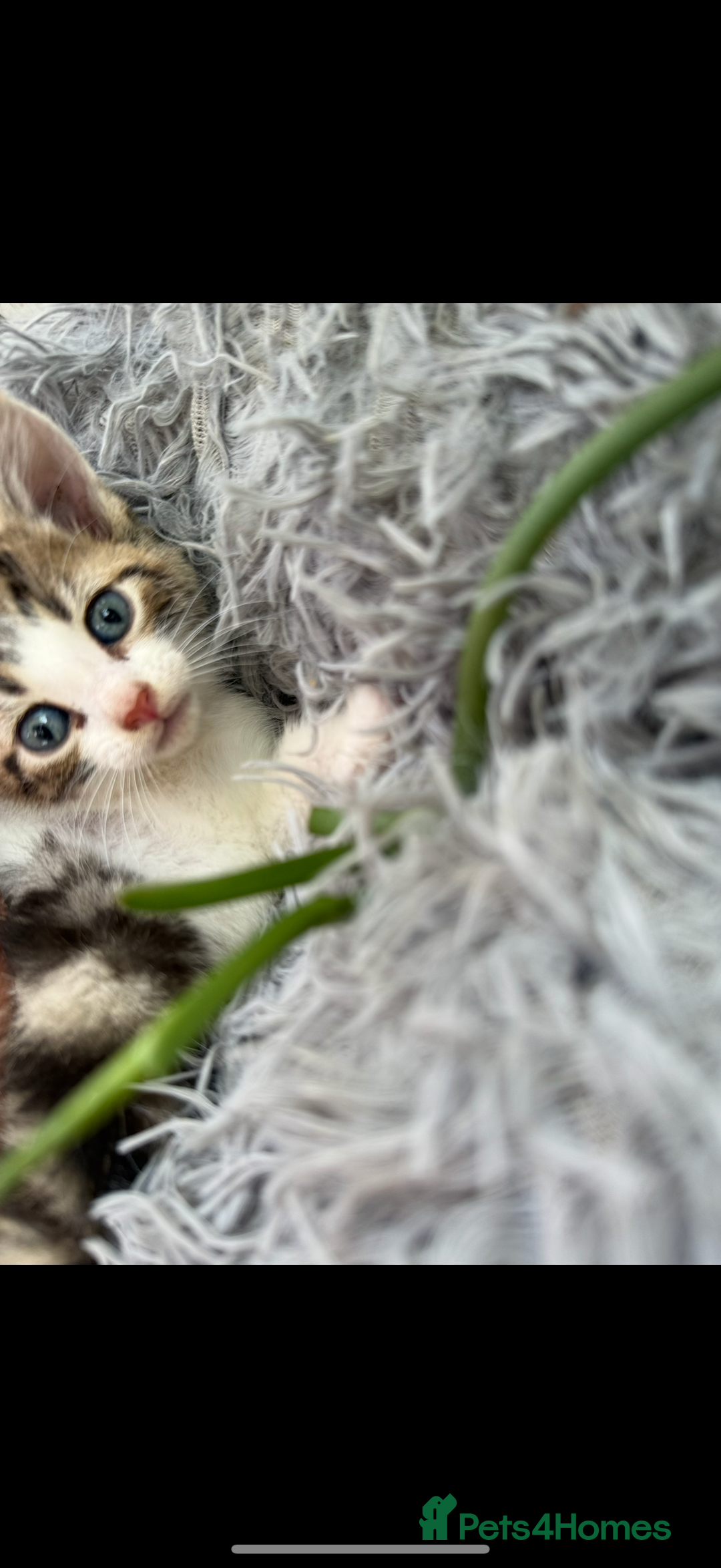 Mixed Breed cats for sale: Beautiful Mixed Breed kittens (plz see description - Image 14