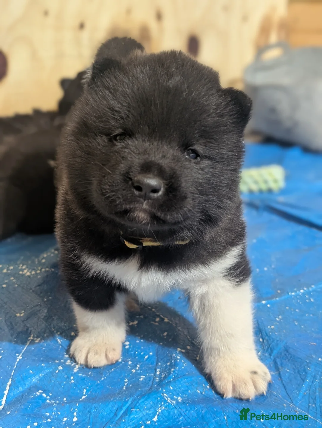 Akita dogs for sale: European Champions Bloodline American Akita's  - Advert 18