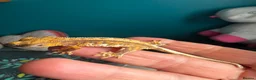 Gecko reptiles for sale: Baby gargoyle geckos and baby cresties lilys etx - Advert 37